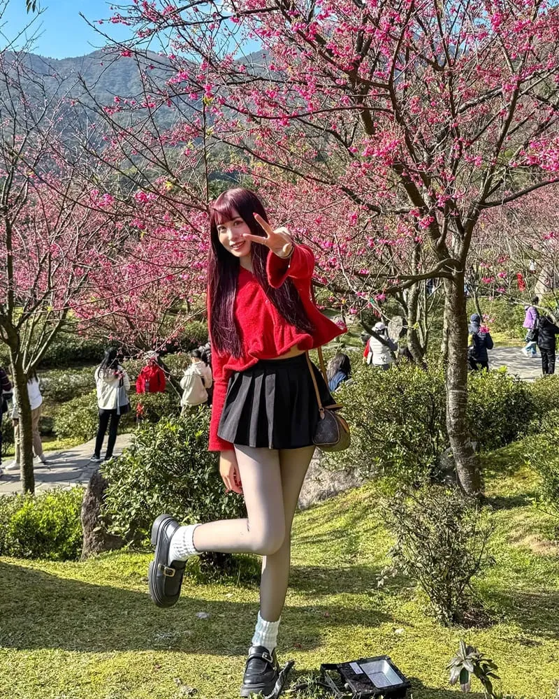 2025陽明山花季全攻略 賞櫻