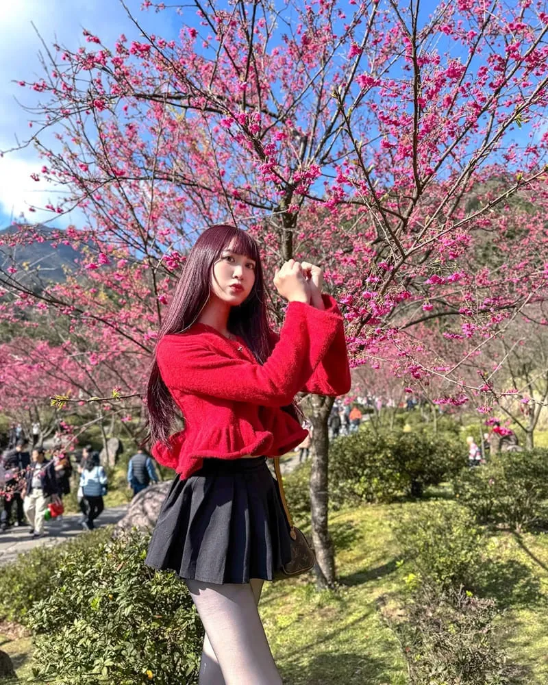 2025陽明山花季全攻略 賞櫻