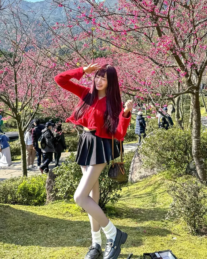 2025陽明山花季全攻略 賞櫻