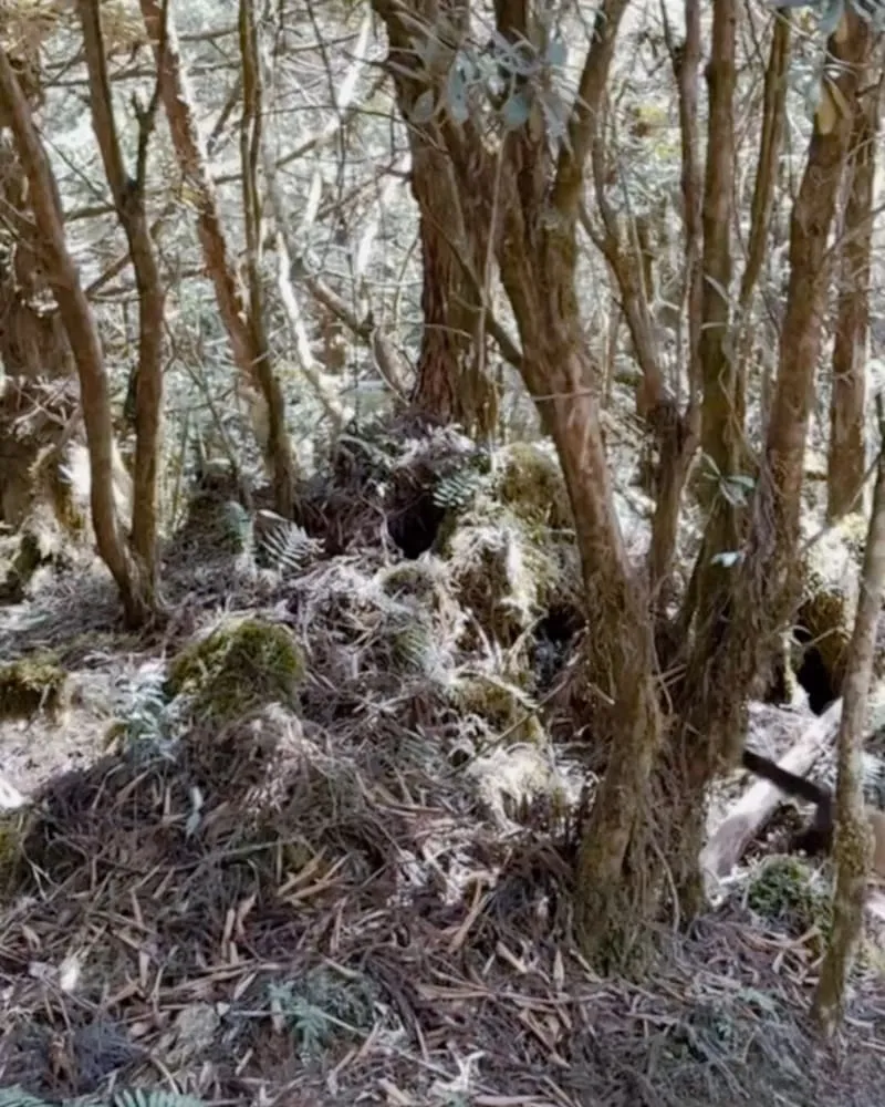 太平山國家森林遊樂區