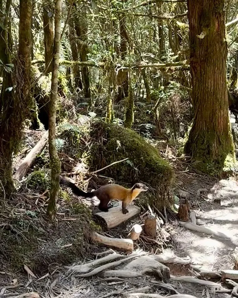 太平山國家森林遊樂區