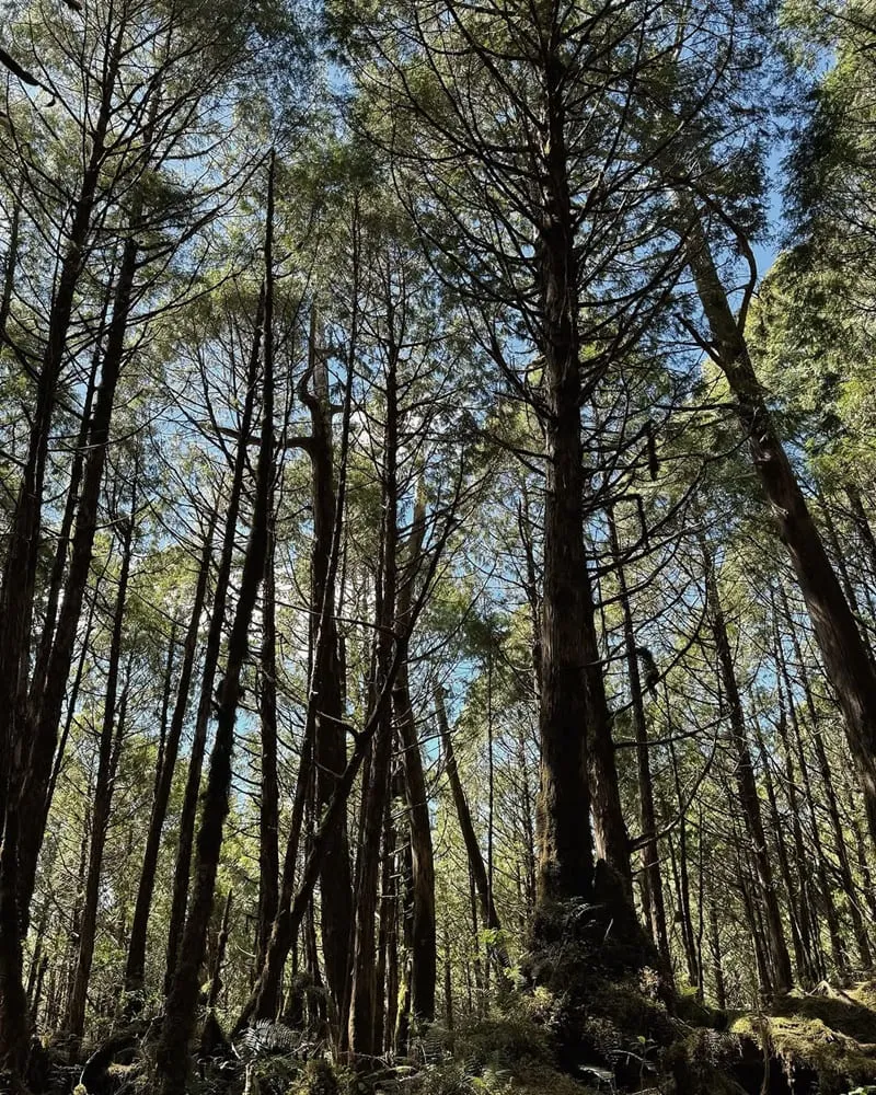 太平山國家森林遊樂區