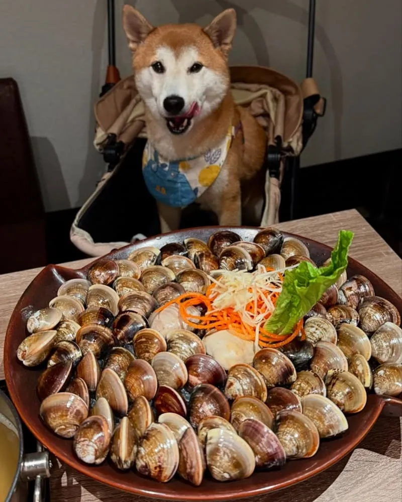 土狗樂市