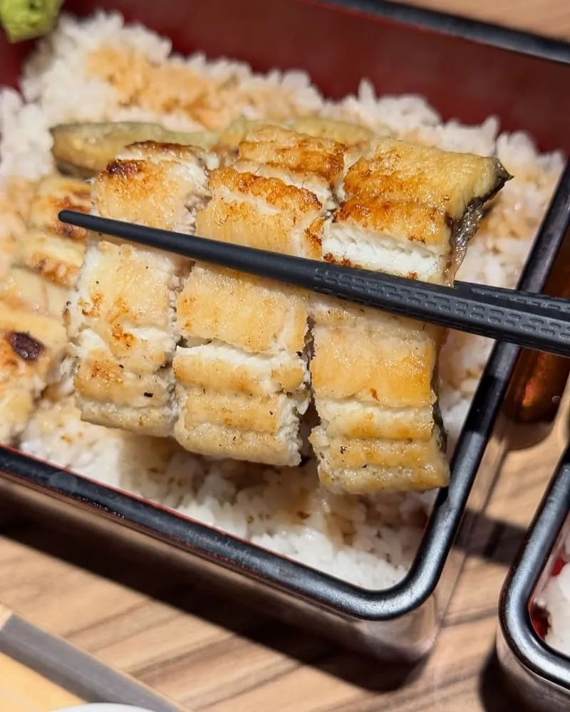 初鰻
