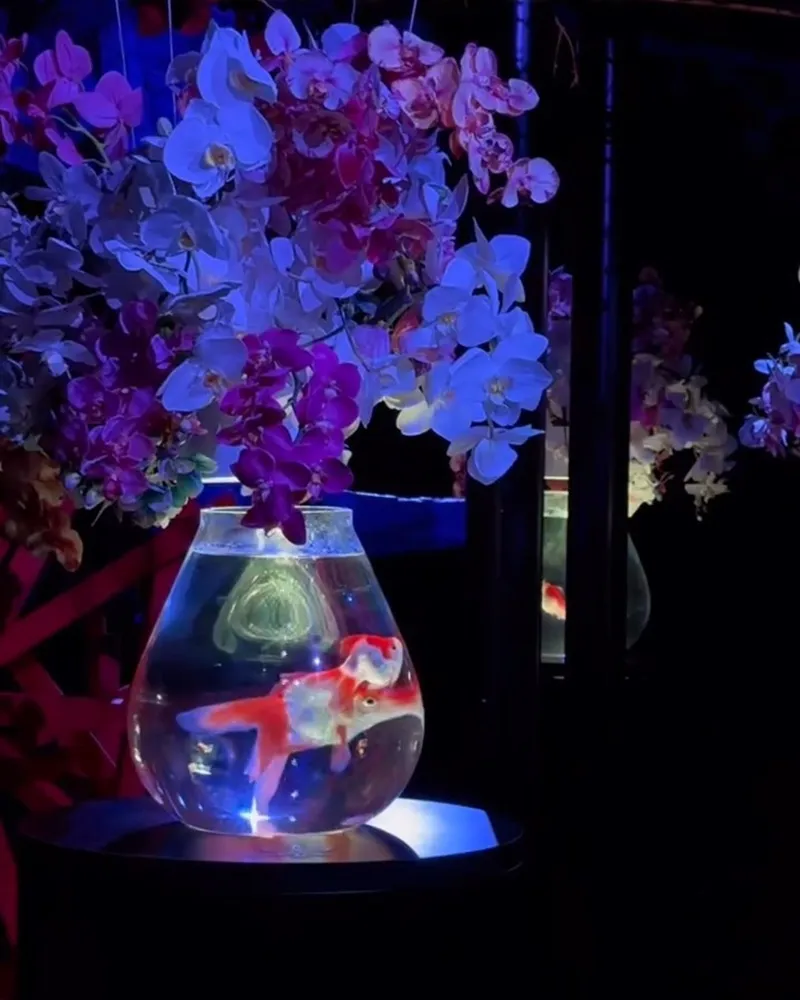 Art Aquarium 金魚藝術展