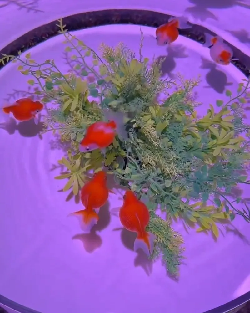 Art Aquarium 金魚藝術展