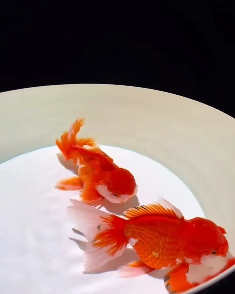 Art Aquarium 金魚藝術展