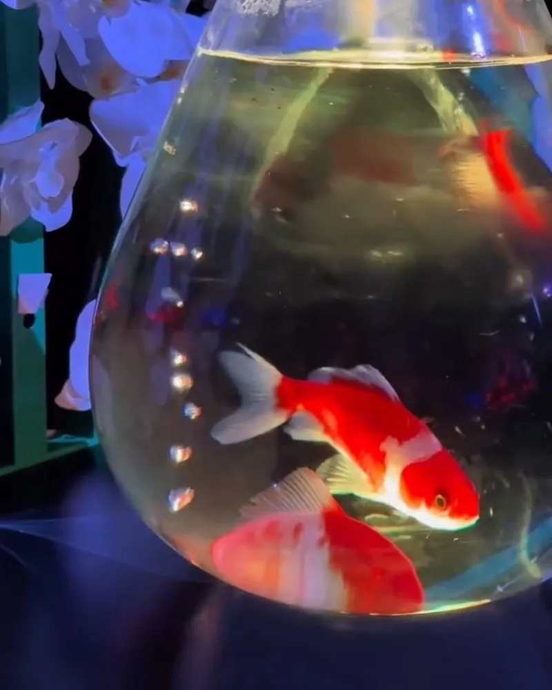 Art Aquarium 金魚藝術展