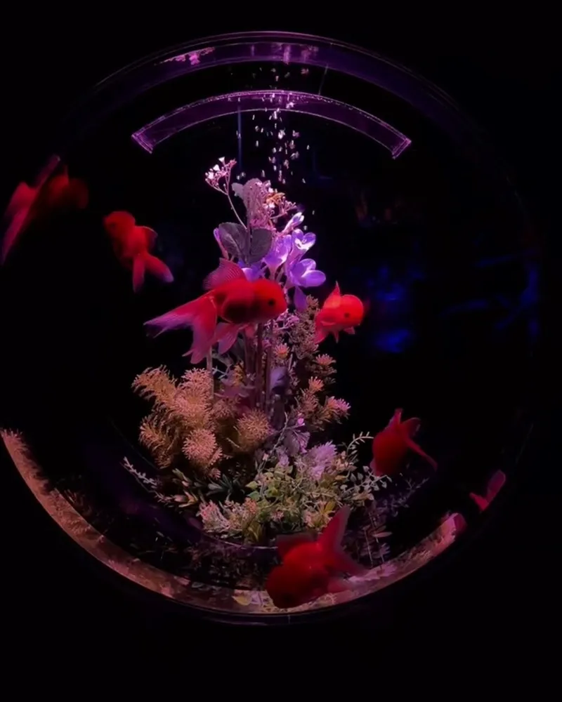 Art Aquarium 金魚藝術展