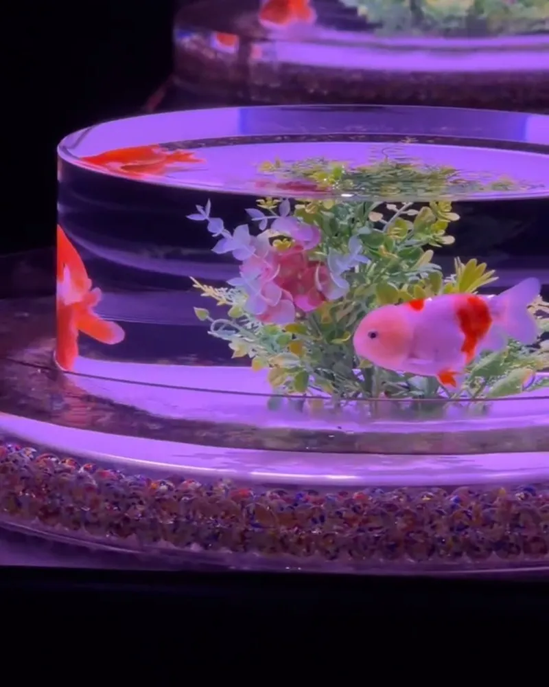 Art Aquarium 金魚藝術展