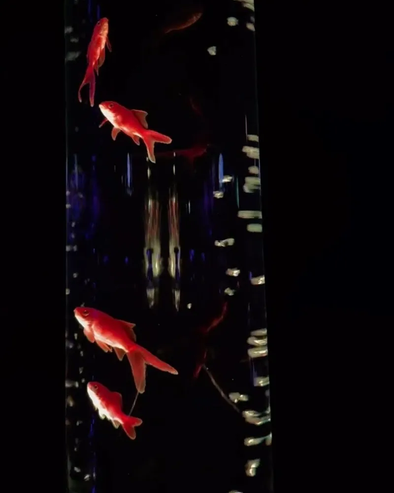 Art Aquarium 金魚藝術展