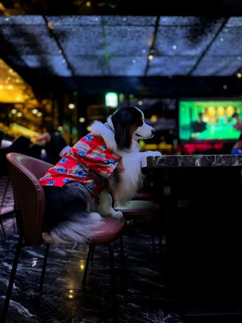 黑十餐酒館 Black Cross Bistro