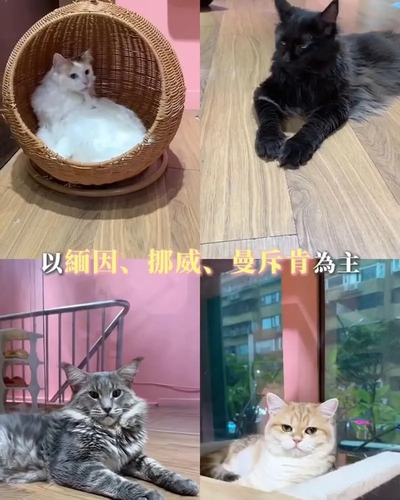 喵通路咖啡廳 Cat Path Coffee
