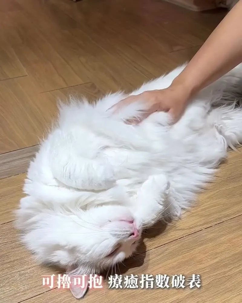 喵通路咖啡廳 Cat Path Coffee