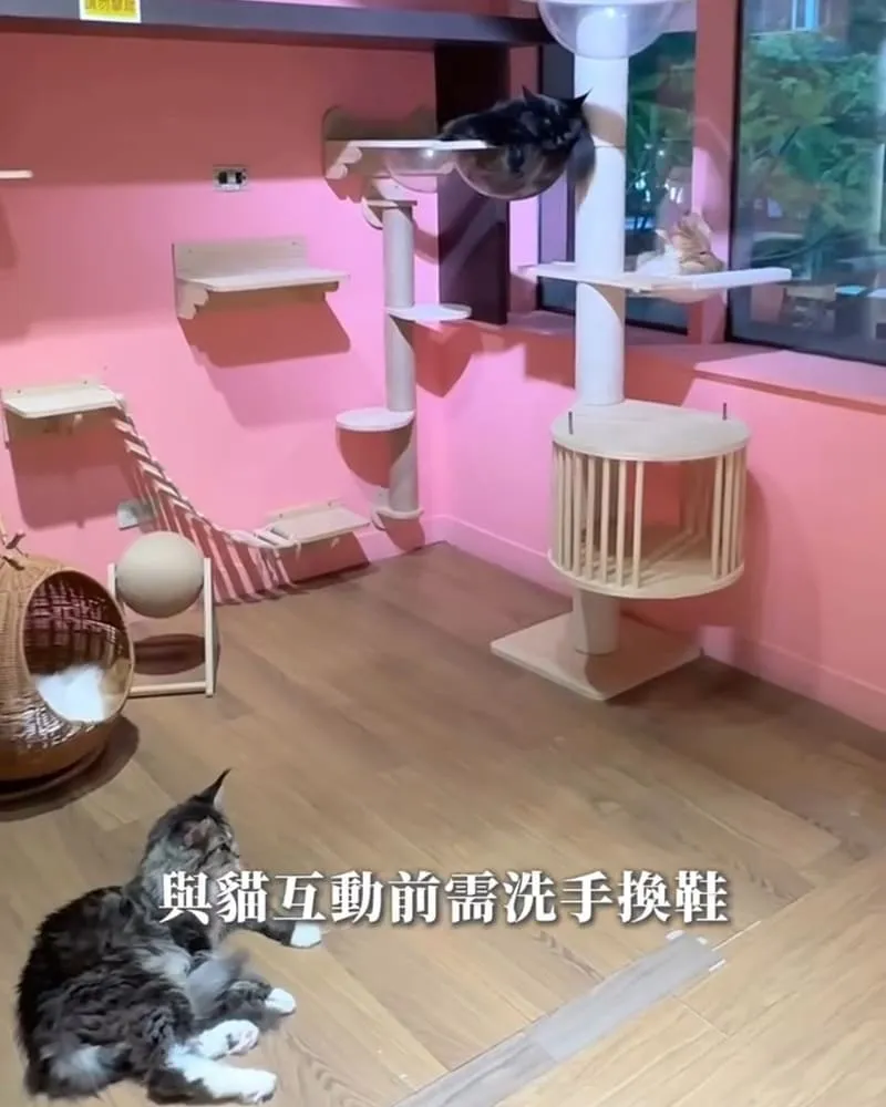 喵通路咖啡廳 Cat Path Coffee