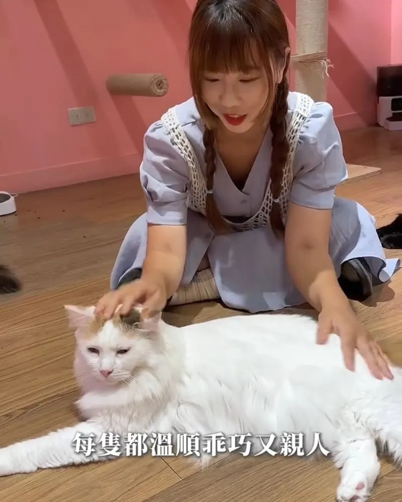喵通路咖啡廳 Cat Path Coffee