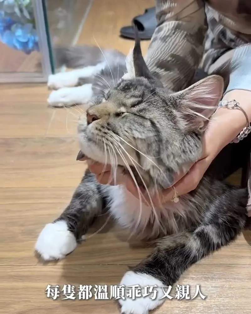 喵通路咖啡廳 Cat Path Coffee