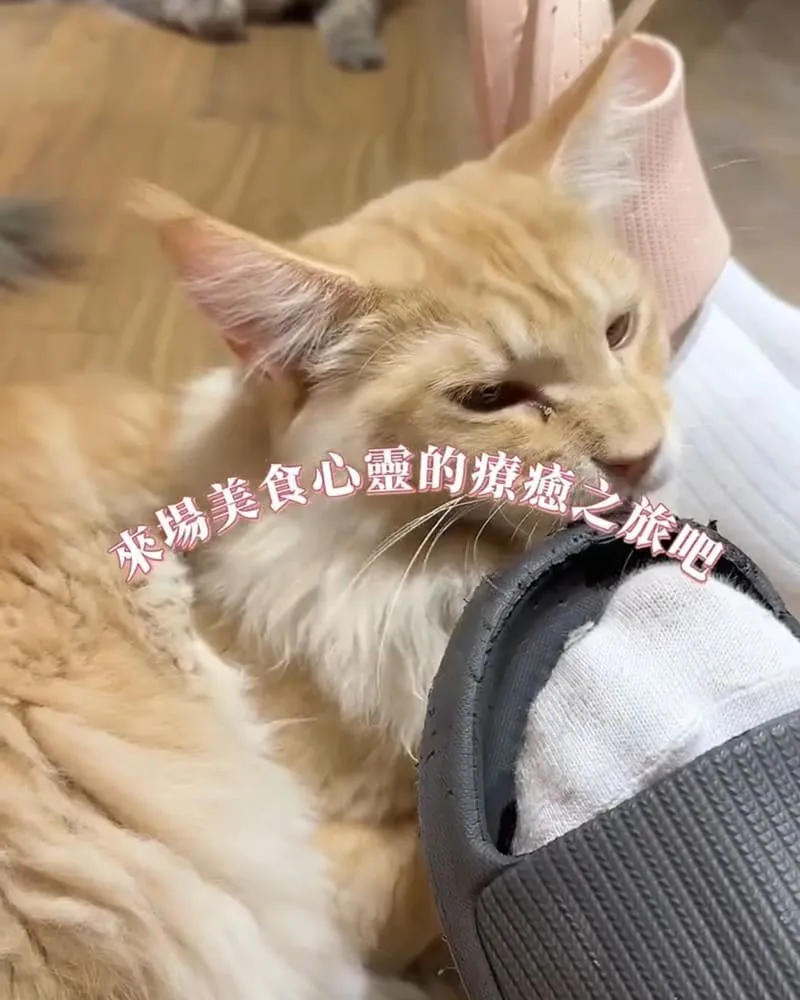 喵通路咖啡廳 Cat Path Coffee