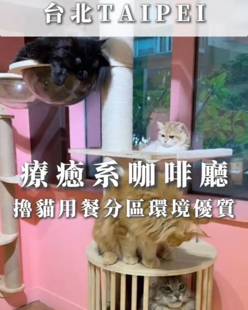 喵通路咖啡廳 Cat Path Coffee