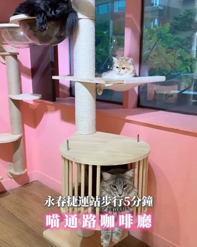 喵通路咖啡廳 Cat Path Coffee