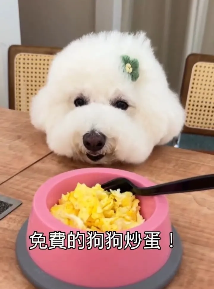 Keeper Brunch|桃園寵物友善早午餐