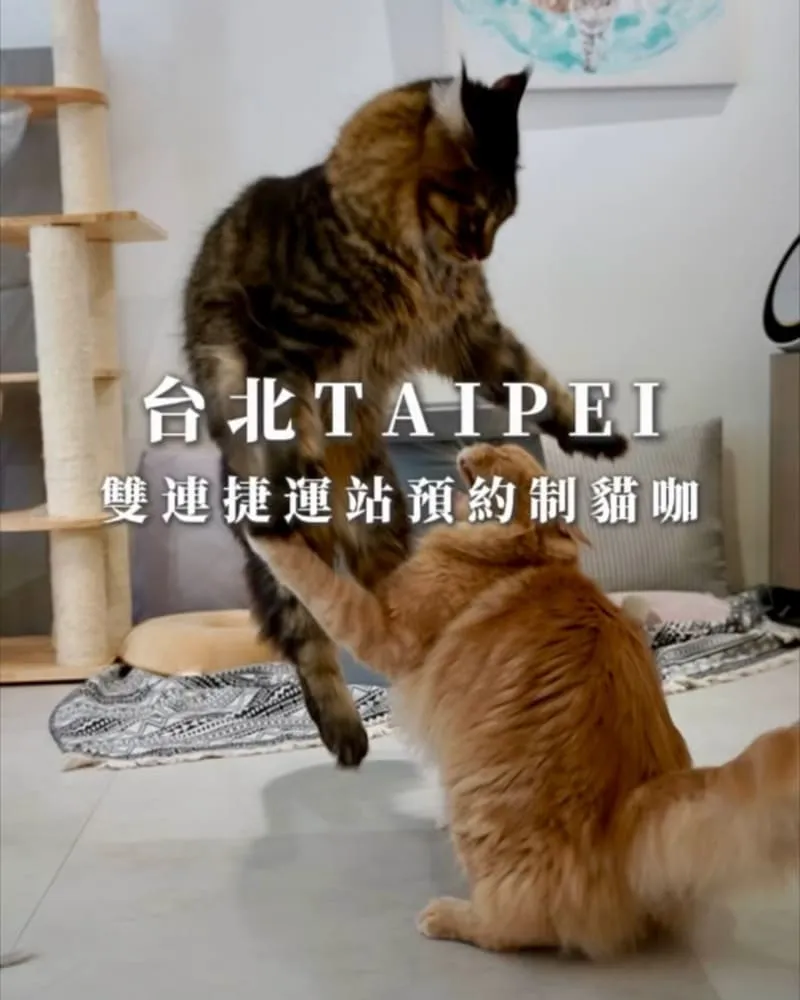 紅玥緬因貓咖啡藝廊