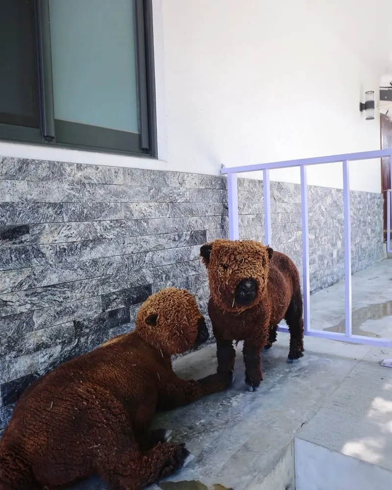 樹懶餐廳