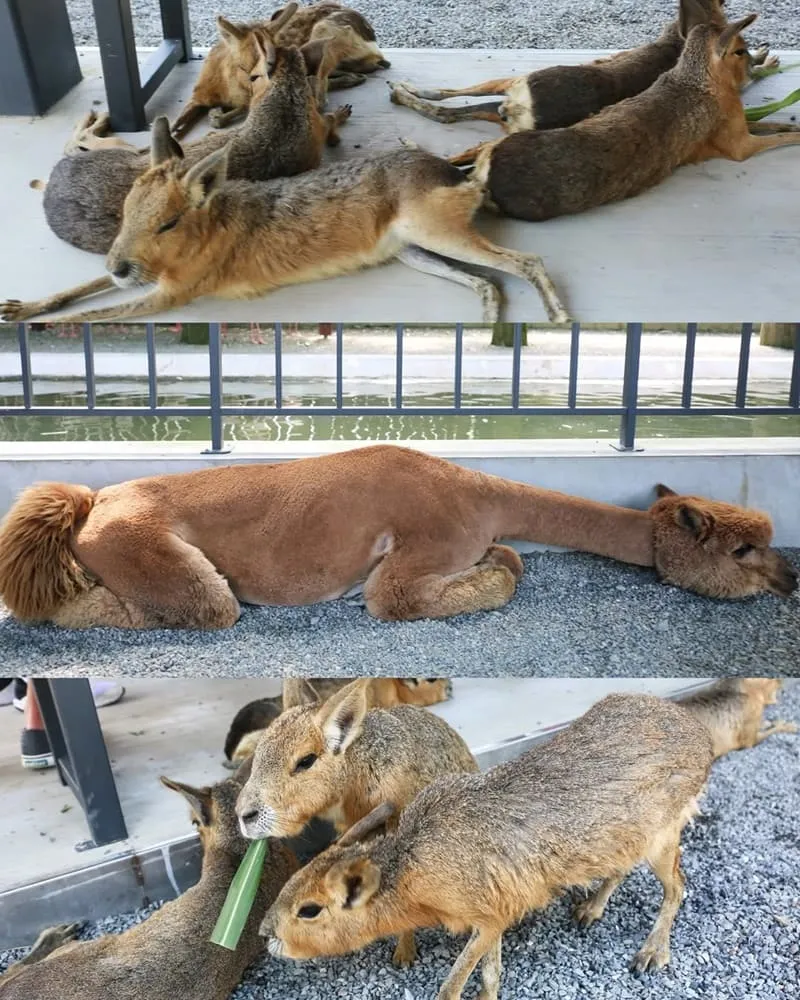 樹懶餐廳