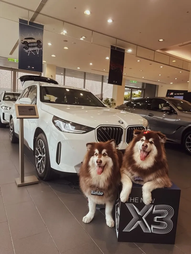 全新 BMW X3(G45)|毛孩家庭神車