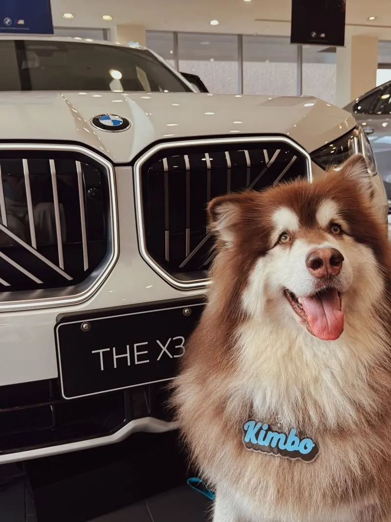 全新 BMW X3(G45)|毛孩家庭神車