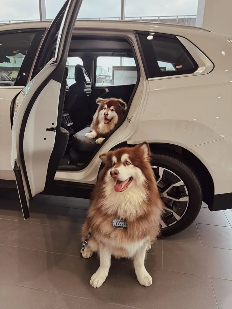 全新 BMW X3(G45)|毛孩家庭神車