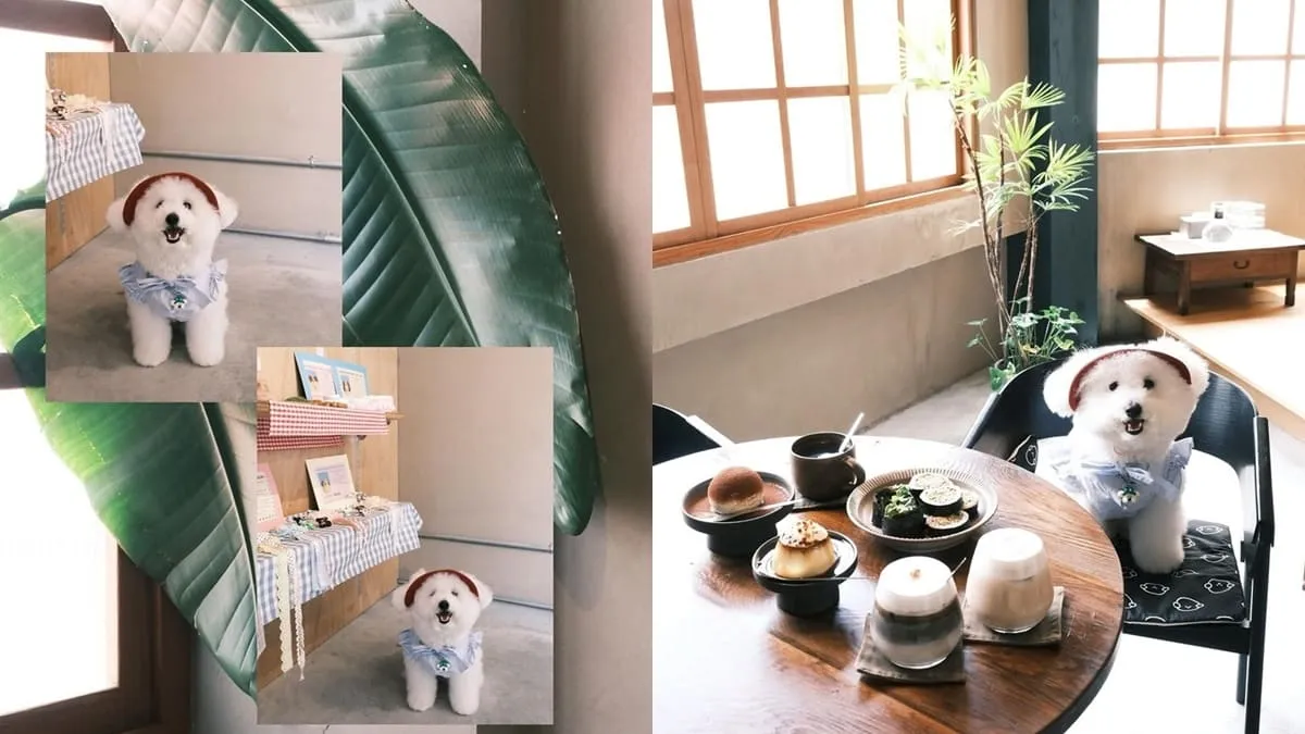 Present Coffee｜台南寵物友善咖啡廳