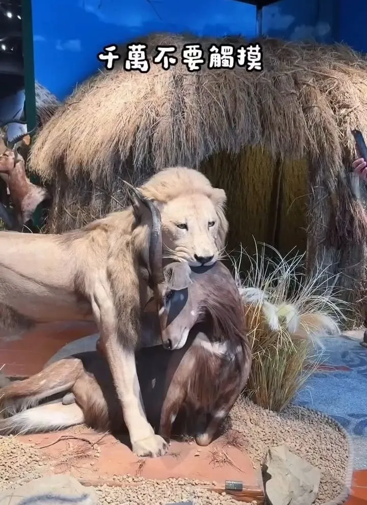 獅子住裡面The Lion’s Den