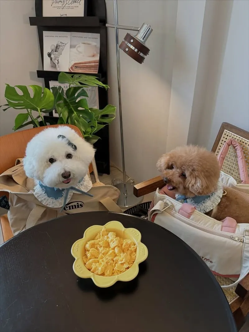 肉球尼尼 Meatball Nini 早午餐