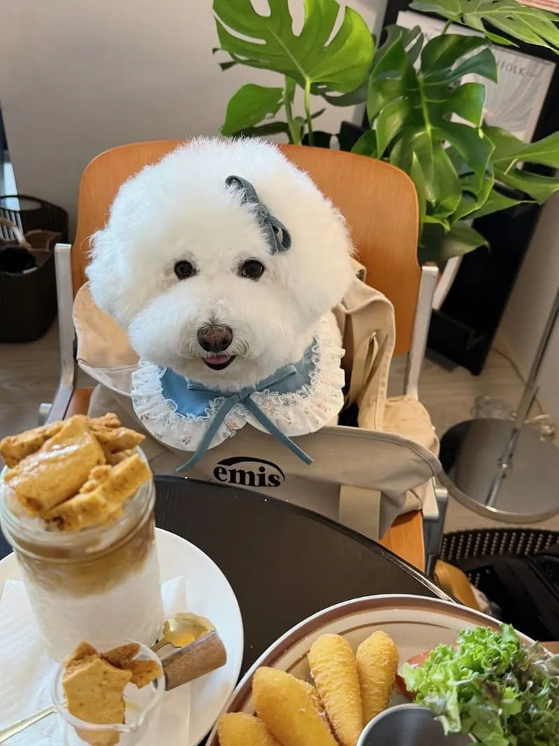 肉球尼尼 Meatball Nini 早午餐