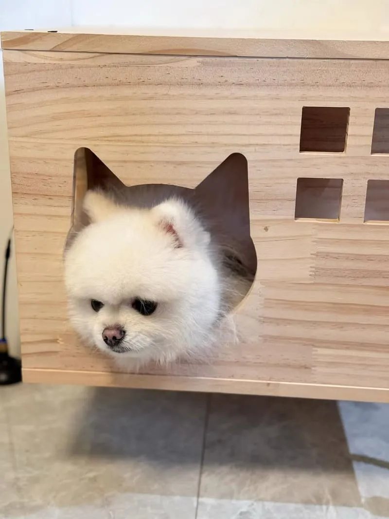 12街貓屋Nekoya