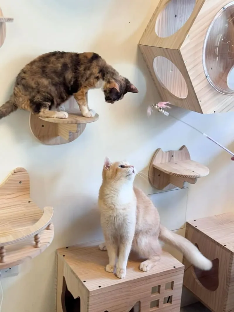 12街貓屋Nekoya