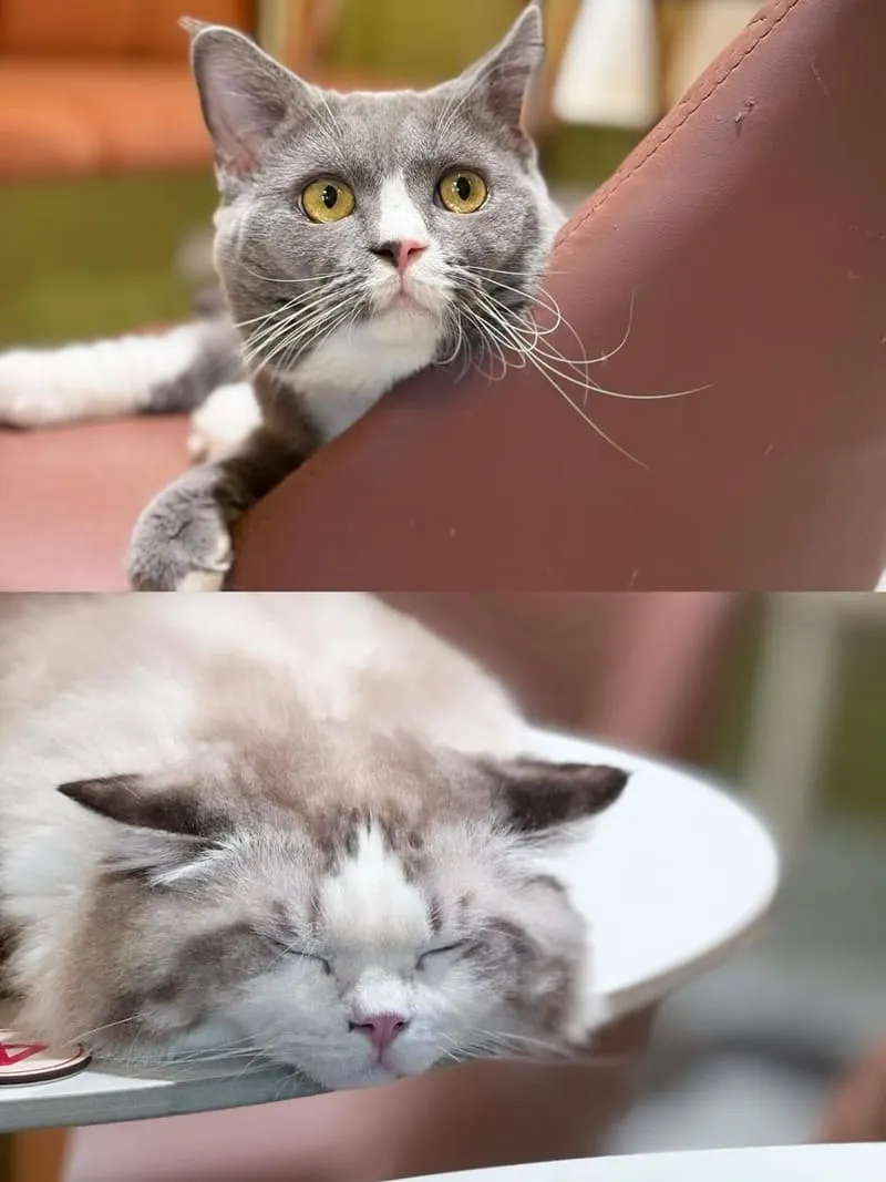 12街貓屋Nekoya