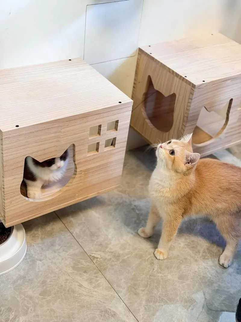 12街貓屋Nekoya