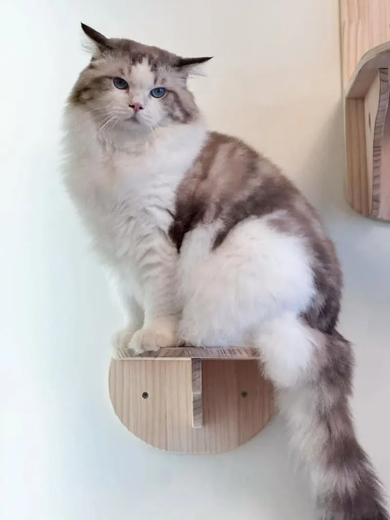 12街貓屋Nekoya