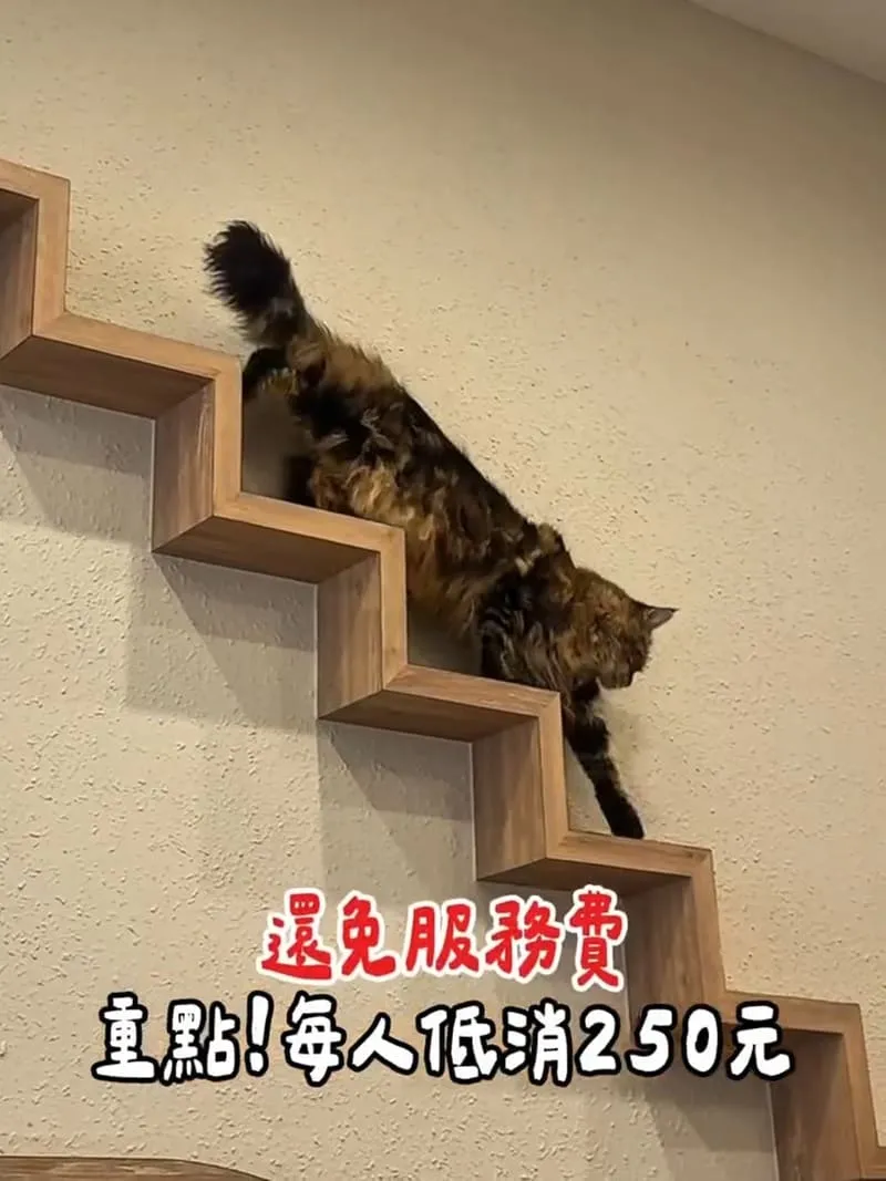 繆斯緬絪|毛伴小食所
