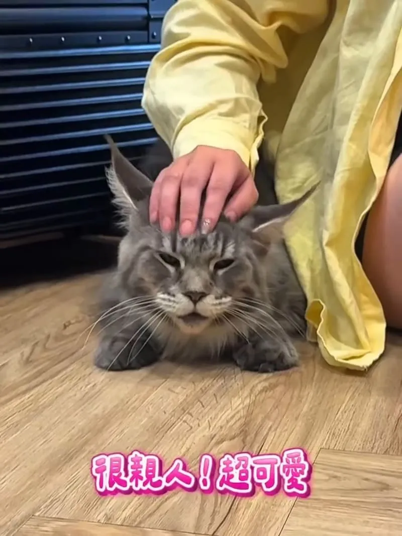 繆斯緬絪|毛伴小食所