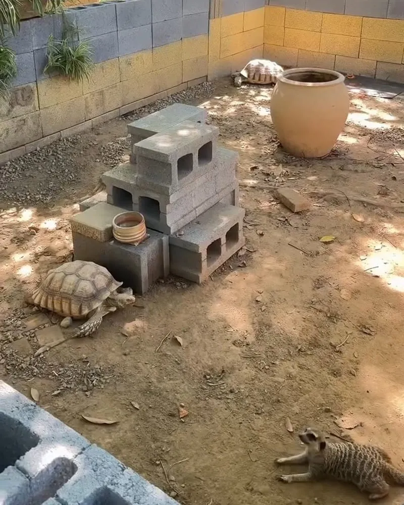 陶淬湖庭園咖啡