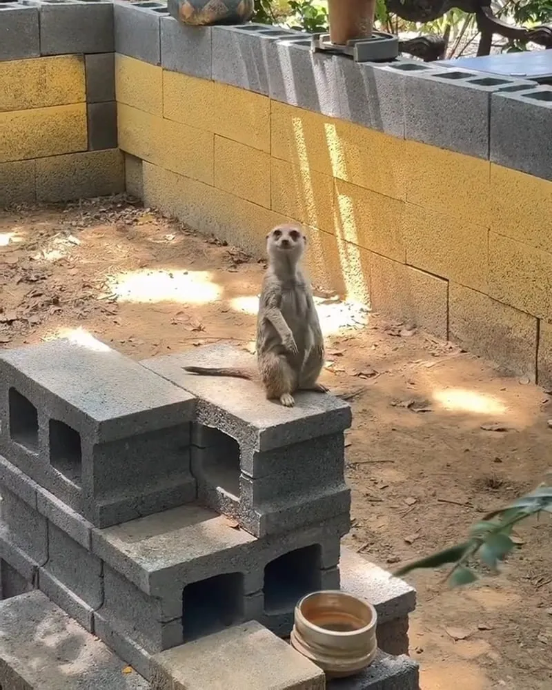 陶淬湖庭園咖啡