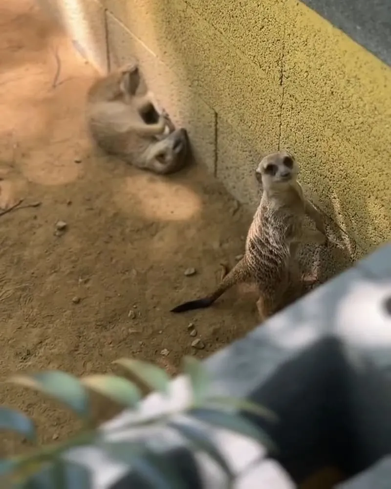 陶淬湖庭園咖啡