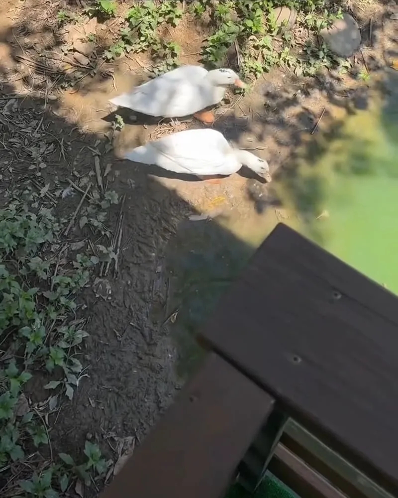 陶淬湖庭園咖啡