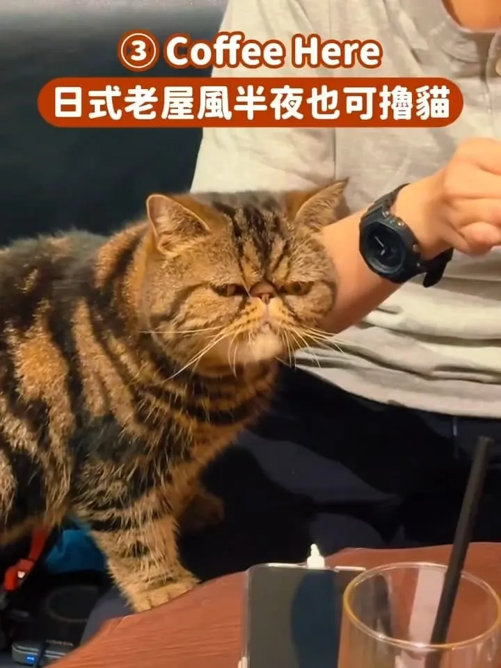 台中貓咪咖啡廳推薦