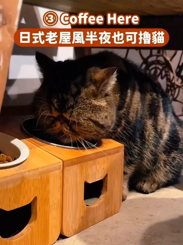台中貓咪咖啡廳推薦