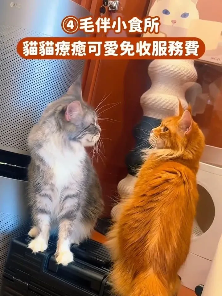 台中貓咪咖啡廳推薦