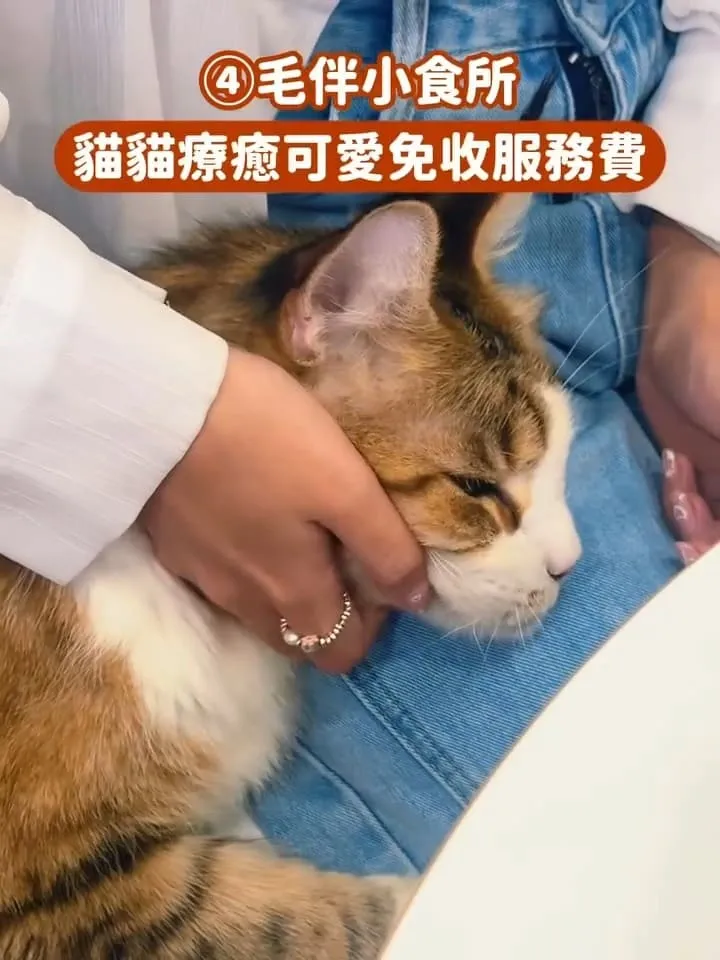台中貓咪咖啡廳推薦